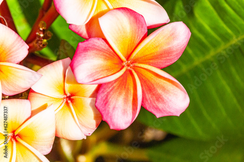 Top view  close up of  a Plumeria  tropical flowers  in full bloom