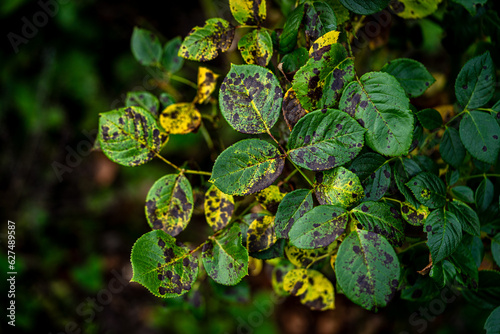 Blackspot; a rose leaf affected by black spot disease. This is the most serious disease of roses caused by a fungus, Diplocarpon rosae, which infects the leaves and greatly reduces plant vigour