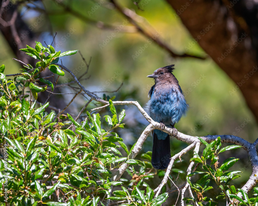 Close up of a Steller’s Jay (Cyanocitta stelleri) in Pfeiffer Big Sur