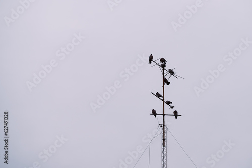 birds on an antenna