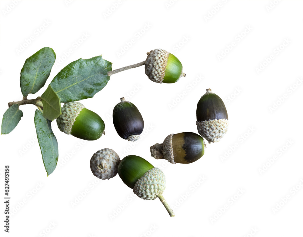 Obraz premium Various acorns on a cedr plank as a background decoration for the holiday