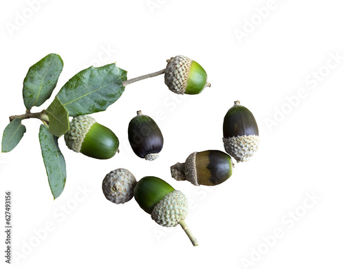 Various acorns on a cedr plank as a background decoration for the holiday photo