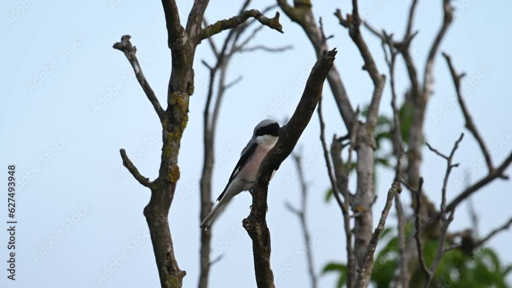 Lesser Grey Shrike, Lanius minor. In the wild. Lesser Grey Shrike, Lanius minor. In the wild.