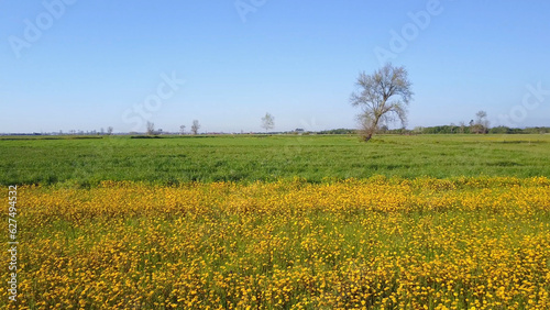 Yellow daisies field © homydesign
