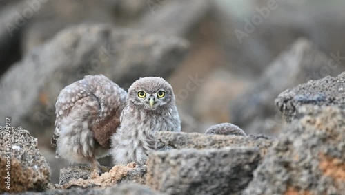 Beautiful little owl in the wild. Athena noctua. Sounds of nature. photo