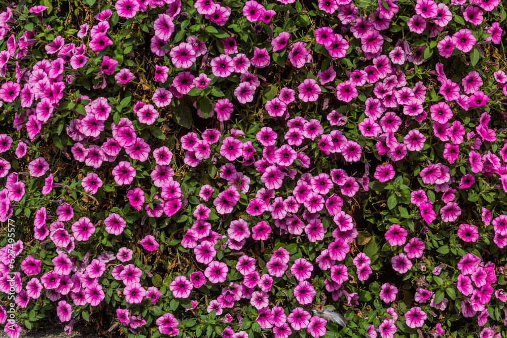 Obraz premium Background of purple Petunia flowers