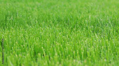 Close-up lawn, cut grass. Close-up of a green lawn on a sunny day. Selective focus. Green grass, natural background