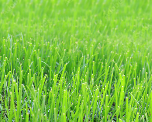 Close-up lawn, cut grass. Close-up of a green lawn on a sunny day. Selective focus. Green grass, natural background
