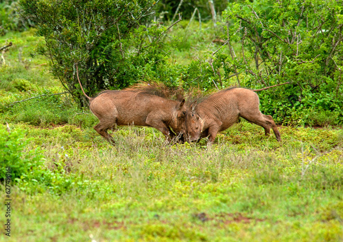 Sparring Warthogs © Billie