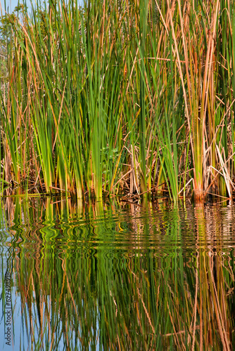 reeds in the water (ID: 627498918)