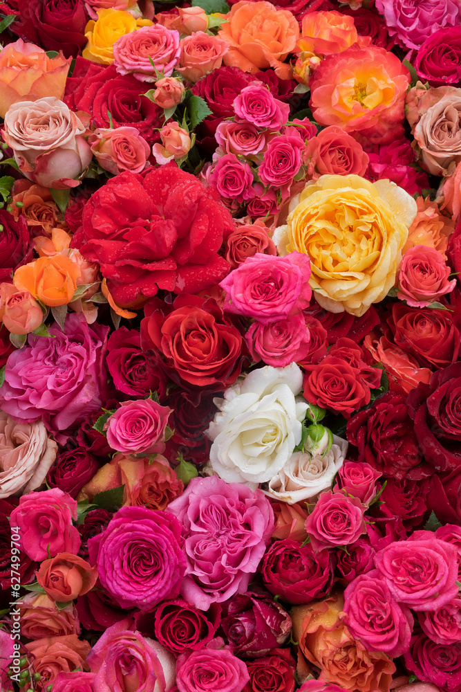 Fototapeta premium Rose background. Colorful flowers wall background with amazing roses. Blooming roses festive background, bouquet floral card. Fresh beautiful roses of different colors, top view, flat lay.