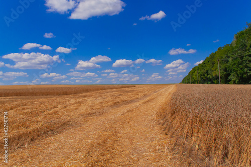 The road through the field with ripe wheat against the blue sky with clouds