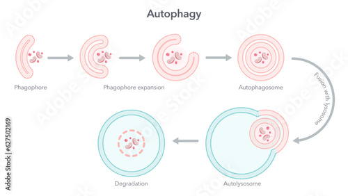 Autophagy degradation of the cell science vector illustration diagram  photo
