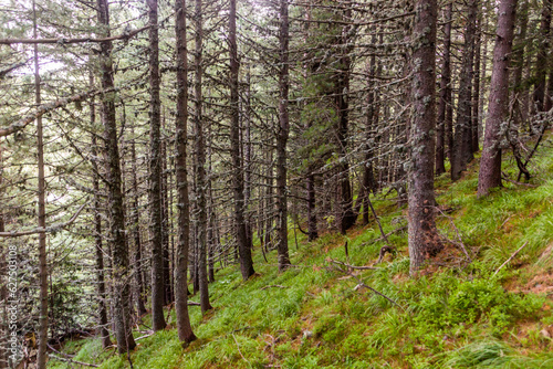 Forest in Rila mountains, Bulgaria