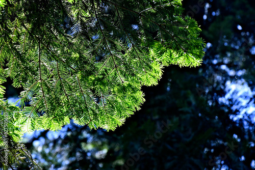 New light colored spring growth on fir tree, Calaveras County, California  photo