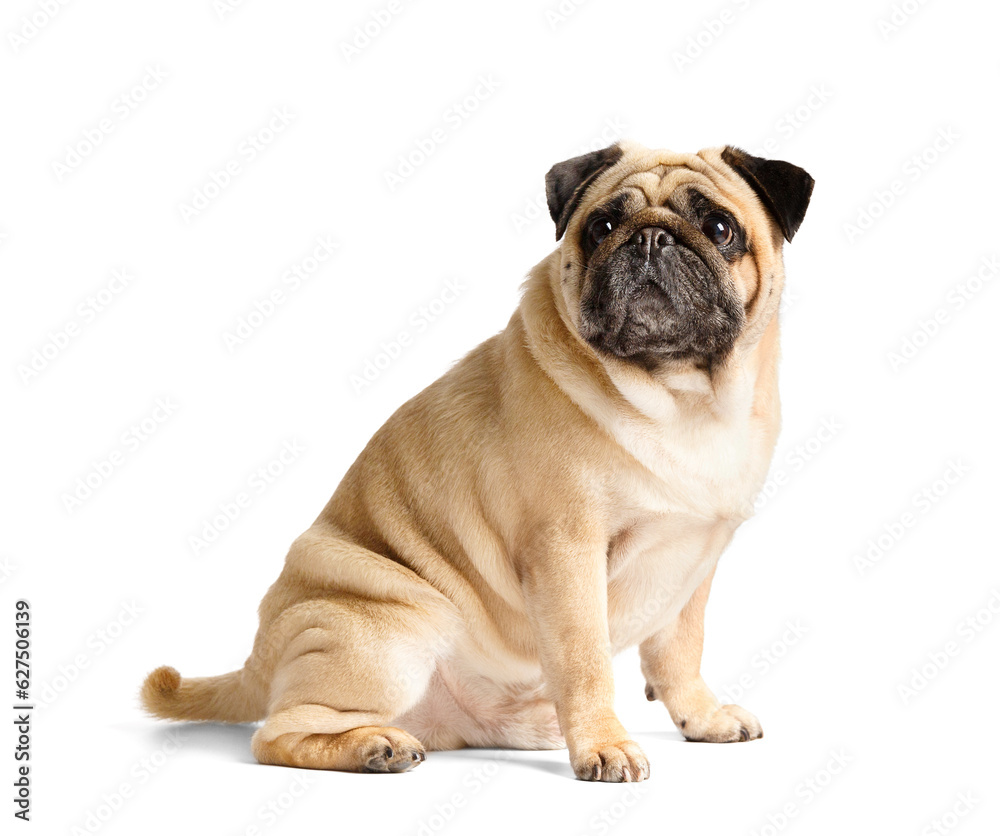 Purebred funny pug sits on a white background and looks ahead with interest.