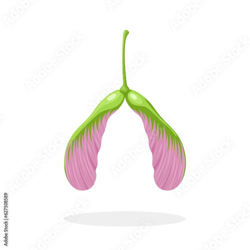 Vector illustration, floating maple seeds, isolated on white background.