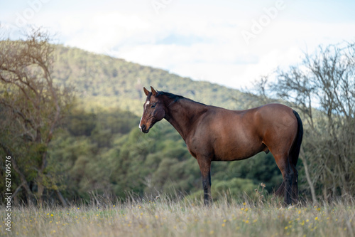 Fototapeta Naklejka Na Ścianę i Meble -  Portrait of a bay brown horse with a mountain behind on a farm field paddock