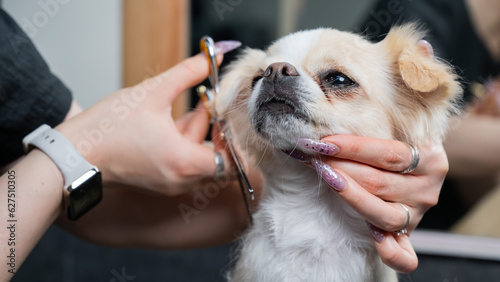 Woman cutting cute shorthair chihuahua dog in grooming salon. 