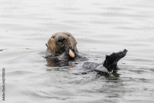 Playful and curious Sea Otters in Elkhorn shough estuary and sea life nature preserve at Moss Landing near Monterey Bay California pacific ocean © Donald Blodger