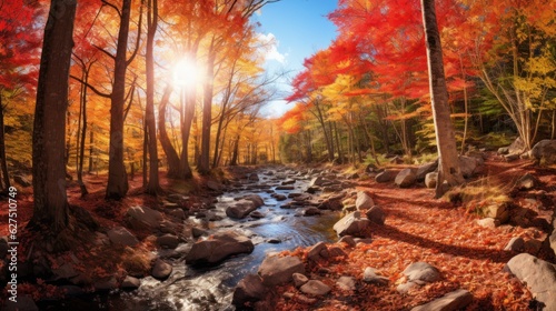 Autumn in the forest with river running through it.