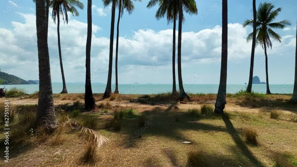 Coconut palm trees on the beach beautiful sunny day,Good weather day summer holiday background Coconut palm trees on the beach beautiful sunny day,Good weather day summer holiday background