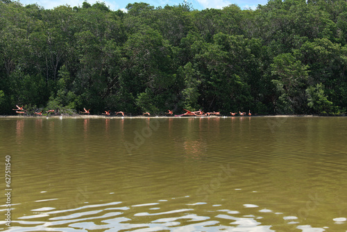 Group of flamingos starting the flight to find a place to eat