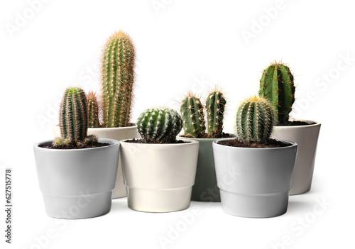 Many different cacti in pots on white background