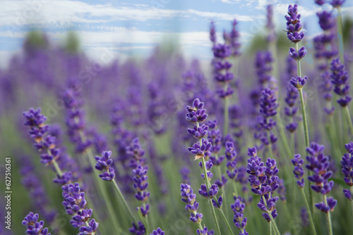 Beautiful blooming lavender growing in field, closeup