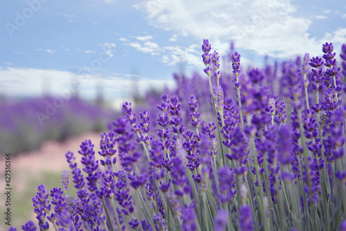 Beautiful blooming lavender growing in field  closeup
