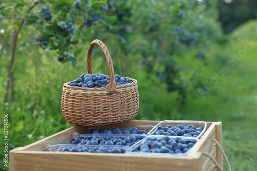 Fototapeta Naklejka Na Ścianę i Meble -  Tasty ripe blueberries on farm. Seasonal berries