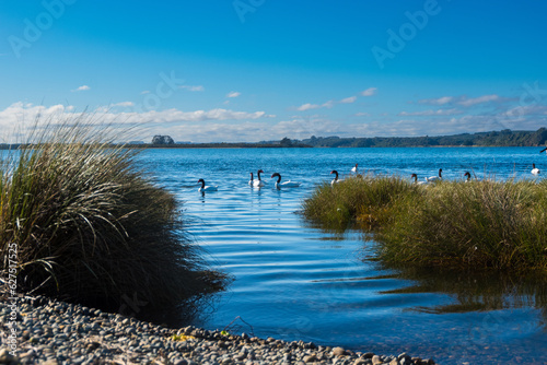 Cisnes De Cuello Negro