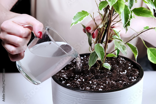 Girl waters a newly transplanted indoor flower with water and fertilizer.  Watering ficus