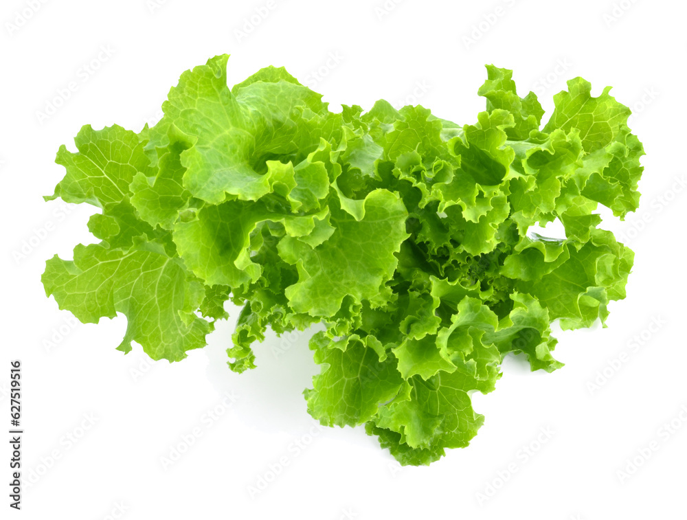 Salad leaf. Lettuce isolated transparent png Salad leaf. Lettuce isolated transparent png
