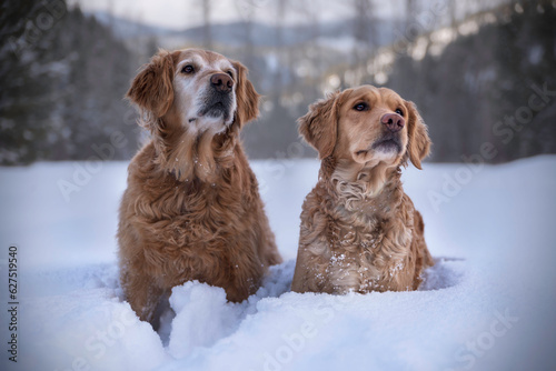 Photography Two Generations of Goldens