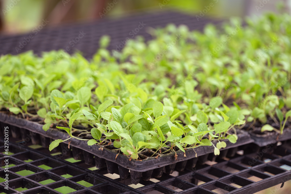 Organic small vegetables plant growing in seedling tray Organic small vegetables plant growing in seedling tray