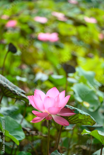 Pink lotus flower blooming in the pond