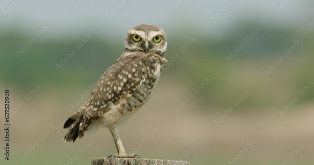 Majestic Guardian: An Owl Watching Over Its Nest in the Brazilian Wilderness Majestic Guardian: An Owl Watching Over Its Nest in the Brazilian Wilderness
