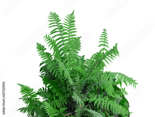 Tropical plant stone rock fern bush tree isolated on white background with clipping path.