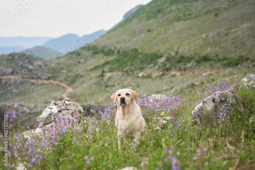 dog among wild flowers against the backdrop of mountains. Fawn Labrador Retriever in nature