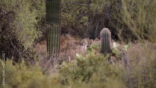 Video of a Coyote yipping and howling photo