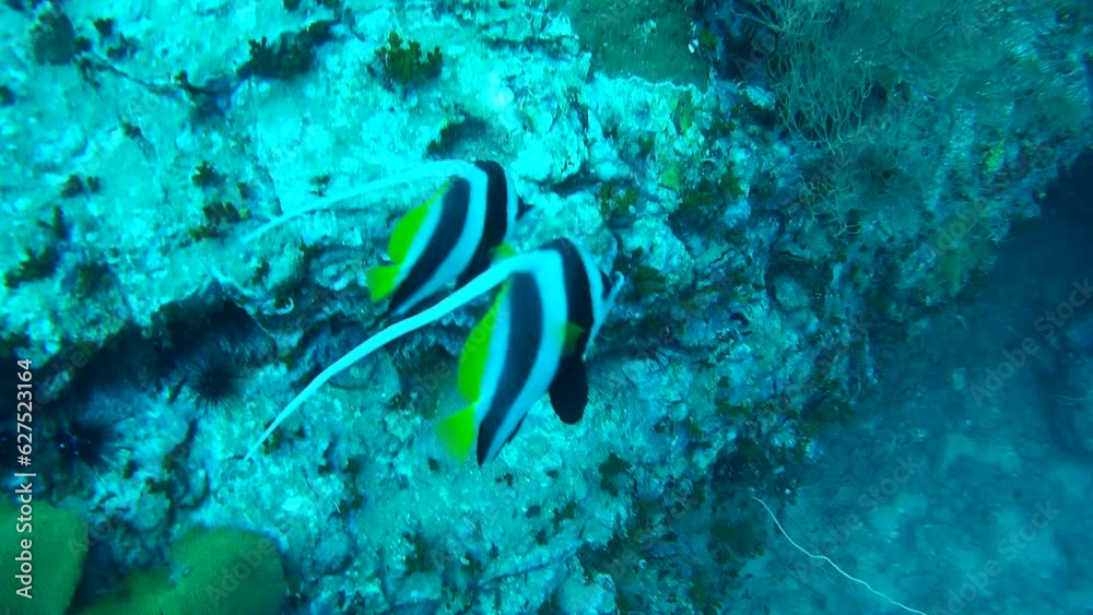 long-tail fish in the sea, Gulf of Thailand long-tail fish in the sea, Gulf of Thailand