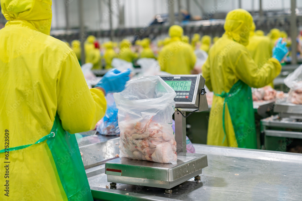 Employees weighing raw chicken parts in bags. Employees weighing raw chicken parts in bags.