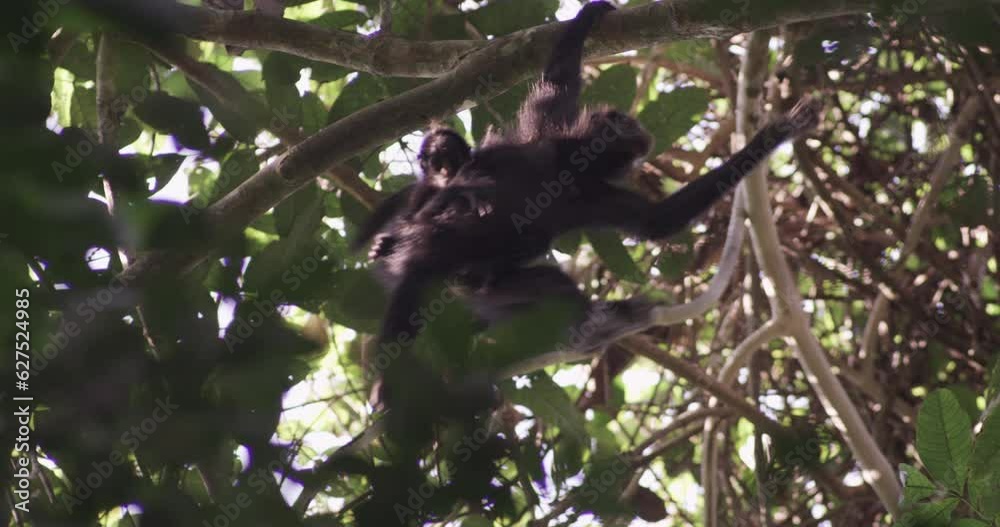 Nature's Marvels: Spider Monkey and Her Adorable Offspring in the Rainforest Canopy