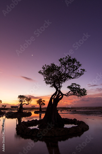 The Dancing Trees at Walakiri Beach, Waingapu, Indonesia photo