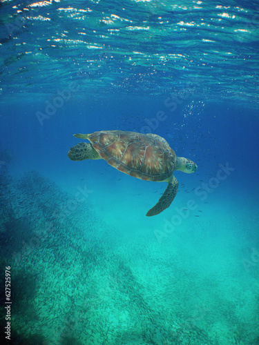 Green sea turtle in the crystal clear waters of the Caribbean Sea photo