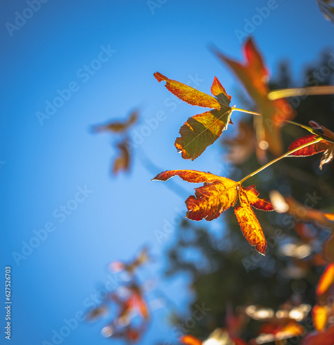 Autumn Leaves; red leaves in autumn