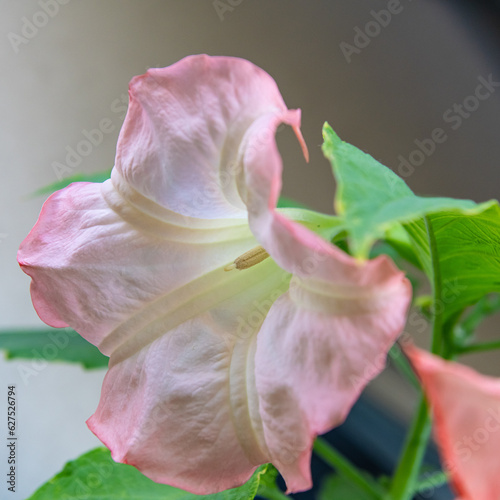 Fototapeta Naklejka Na Ścianę i Meble -  Brugmansia versicolor flower