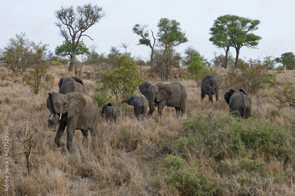 pack of elephants, Kruger National Park, South Africa pack of elephants, Kruger National Park, South Africa