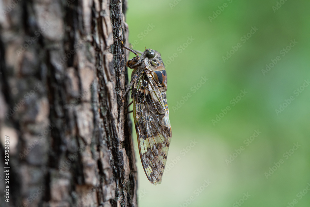 Small cicada ,Platypleura kaempferi on the tree. - obrazy, fototapety, plakaty 